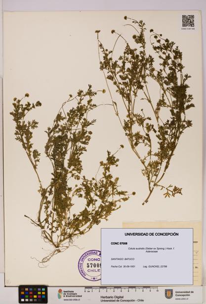 Cotula australis [Espécimen: UDEC:CONC:0057008]