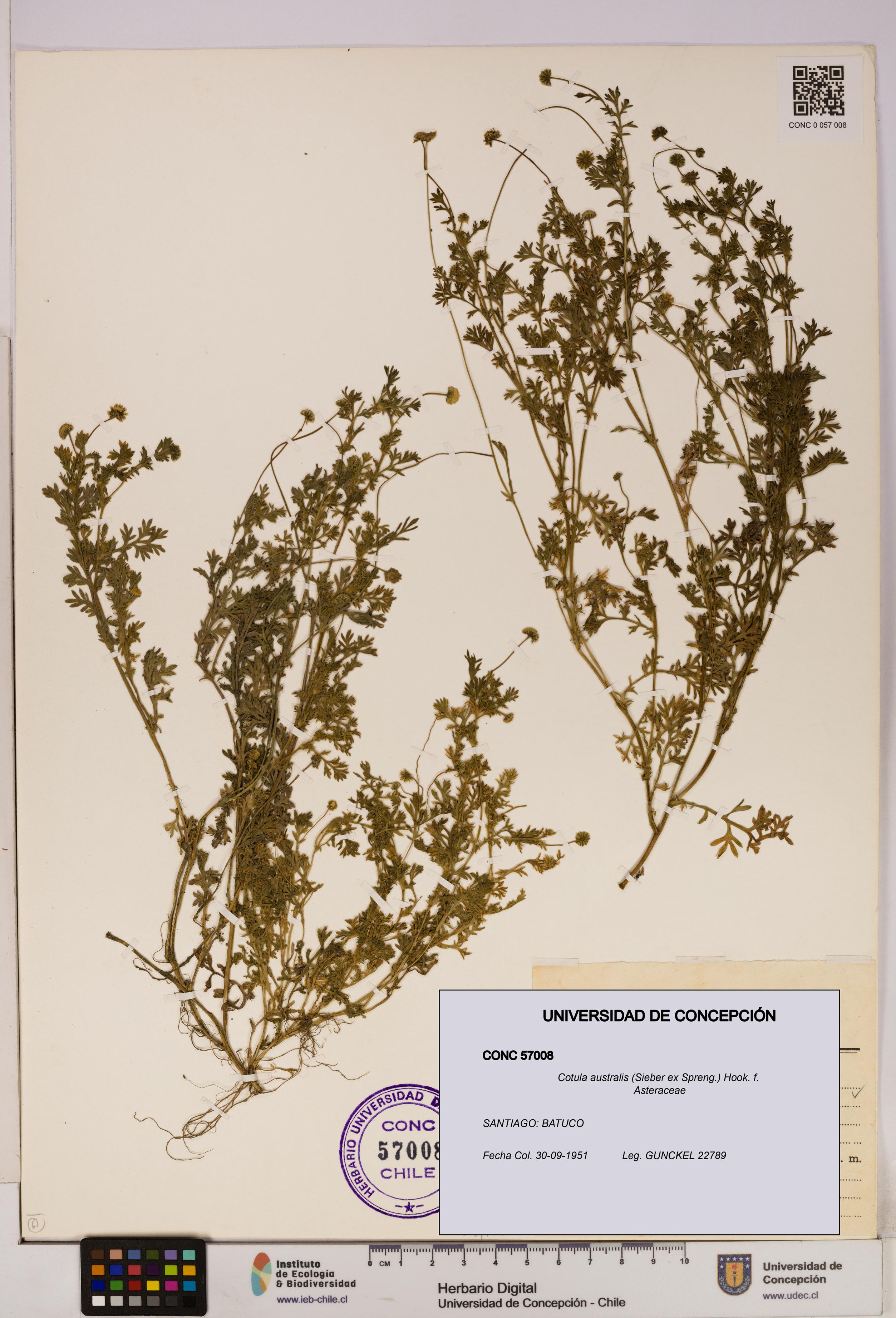 Cotula australis [Espécimen: UDEC:CONC:0057008]