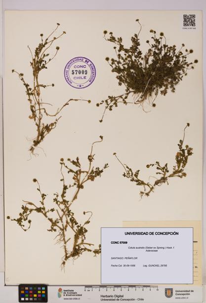 Cotula australis [Espécimen: UDEC:CONC:0057009]