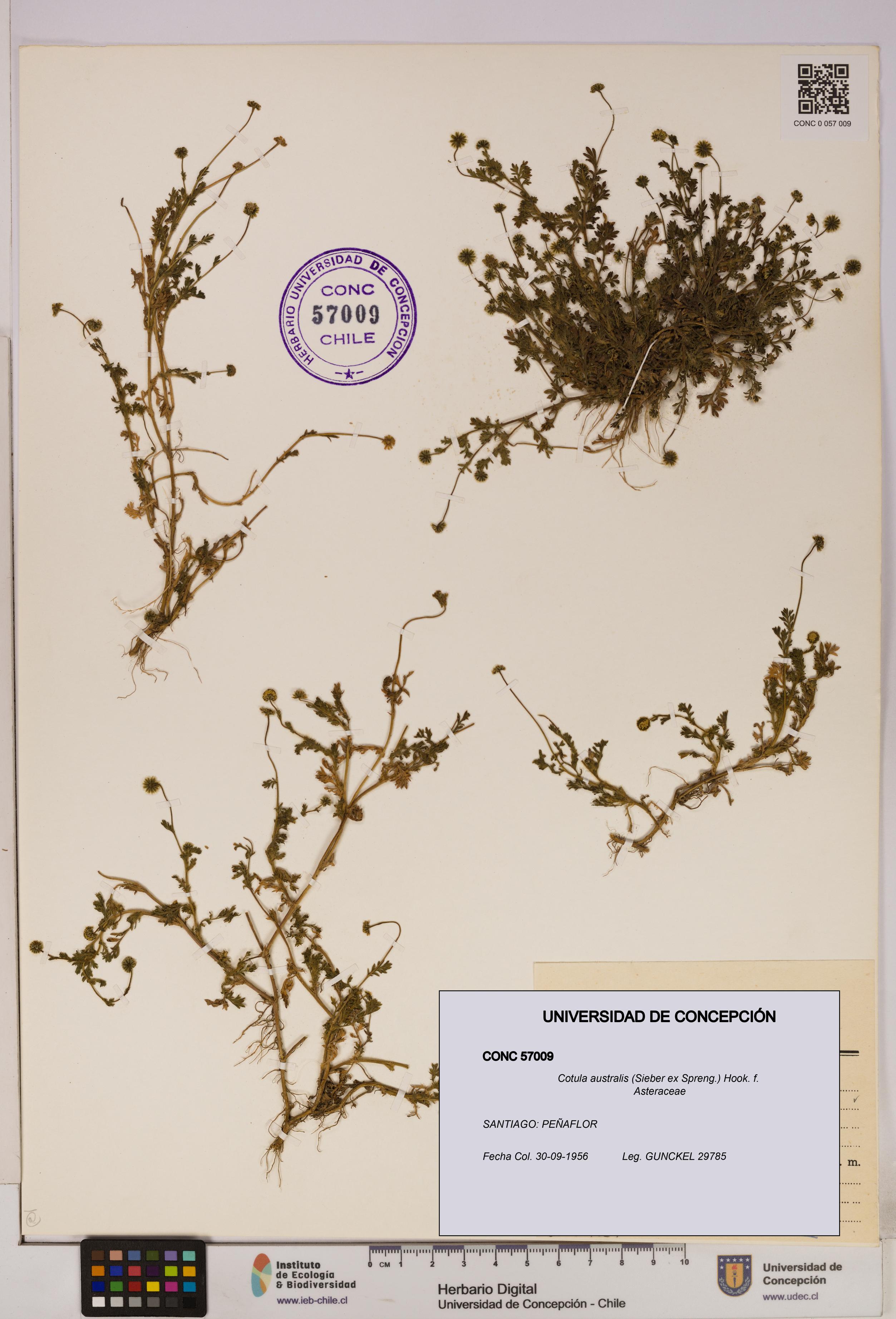 Cotula australis [Espécimen: UDEC:CONC:0057009]