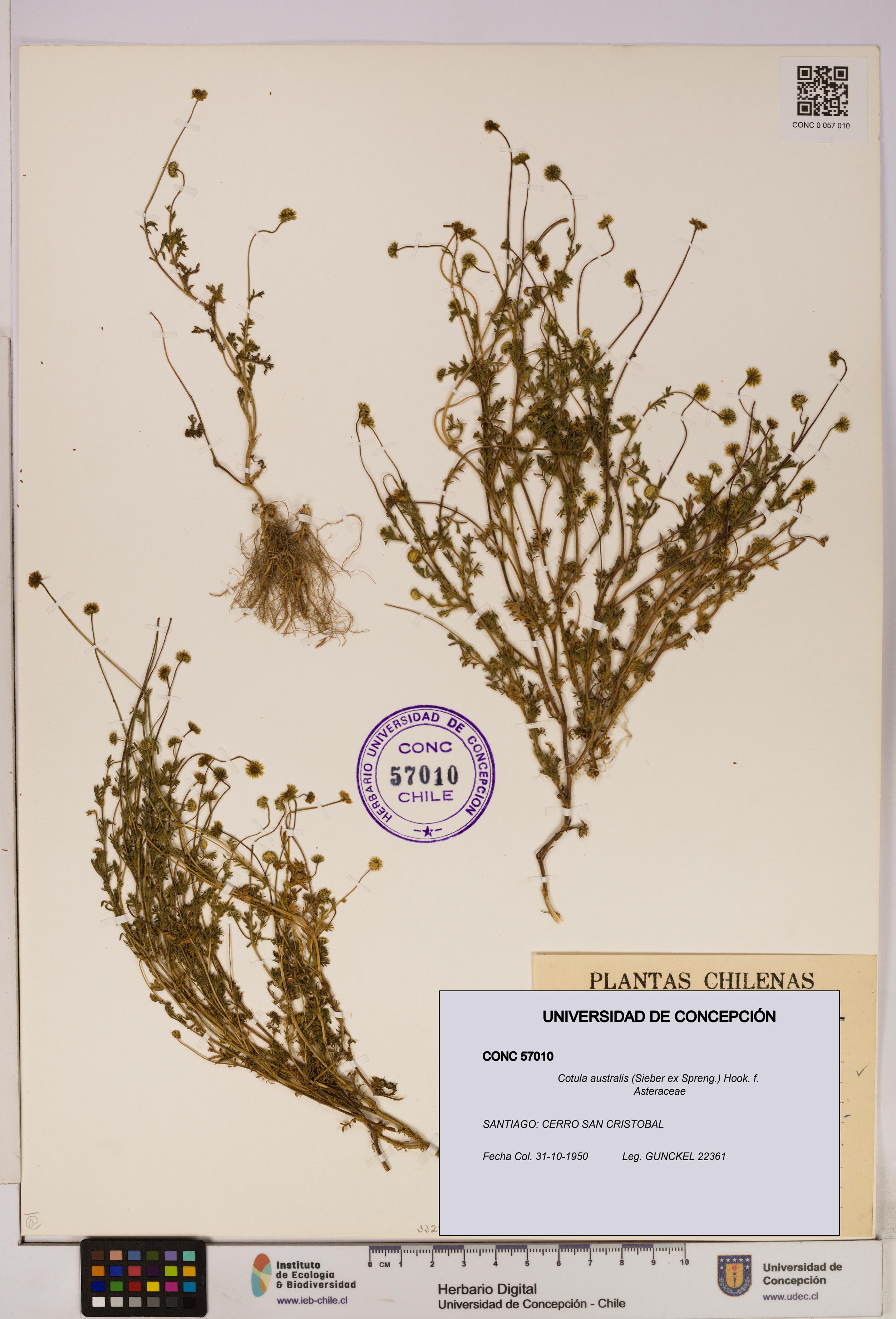 Cotula australis [Espécimen: UDEC:CONC:0057010]