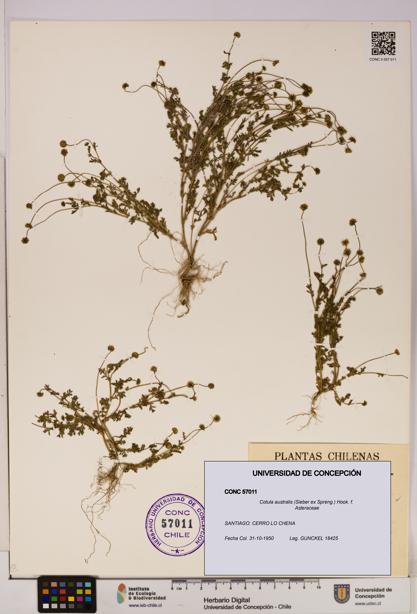 Cotula australis [Espécimen: UDEC:CONC:0057011]