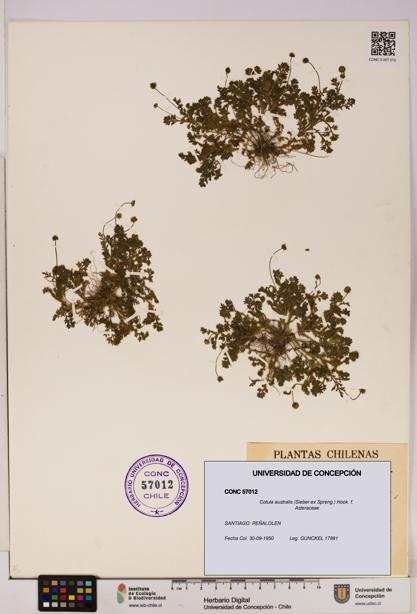 Cotula australis [Espécimen: UDEC:CONC:0057012]