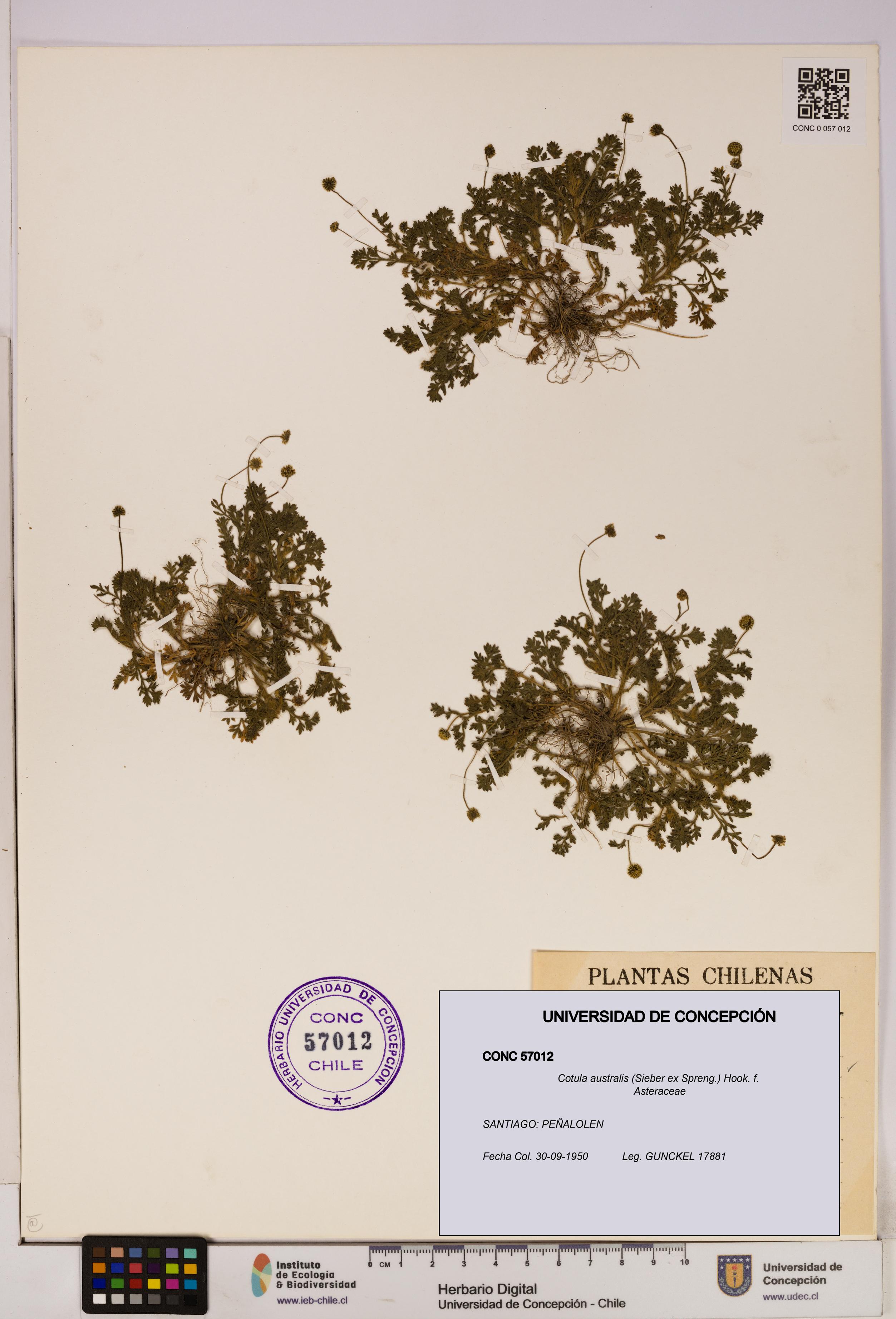 Cotula australis [Espécimen: UDEC:CONC:0057012]