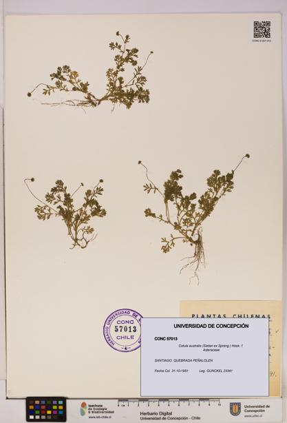 Cotula australis [Espécimen: UDEC:CONC:0057013]