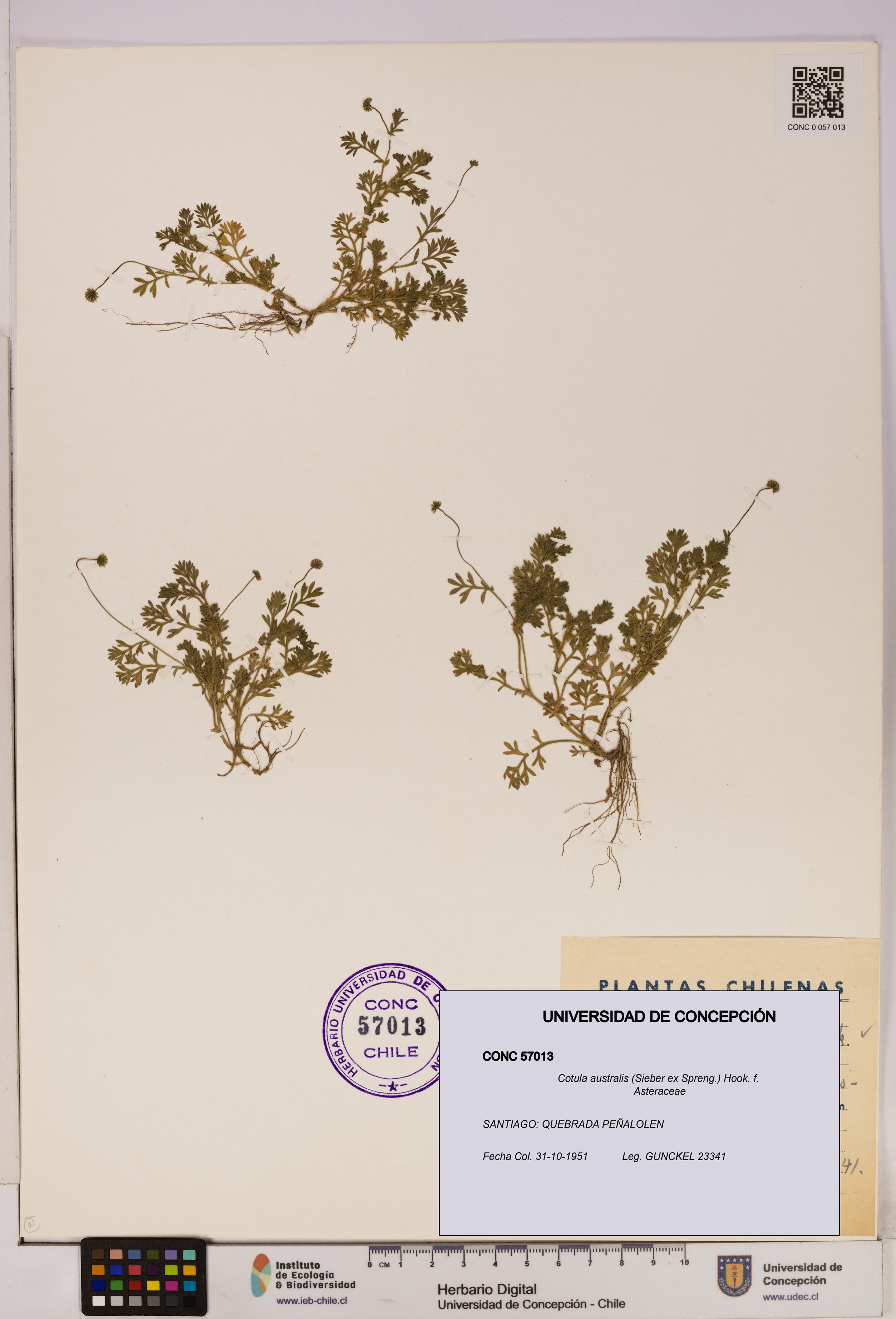 Cotula australis [Espécimen: UDEC:CONC:0057013]