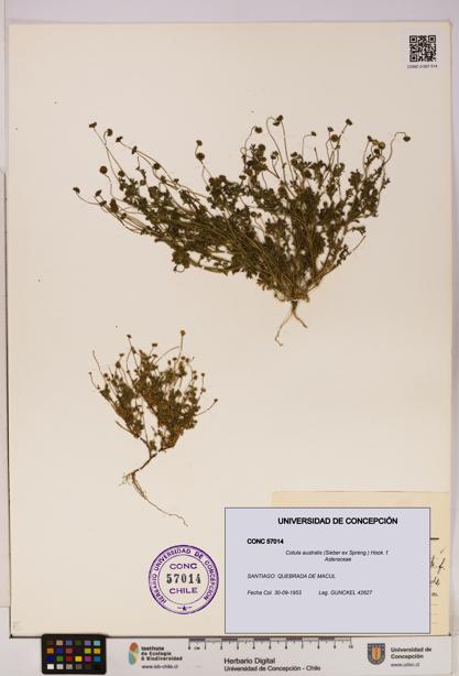 Cotula australis [Espécimen: UDEC:CONC:0057014]