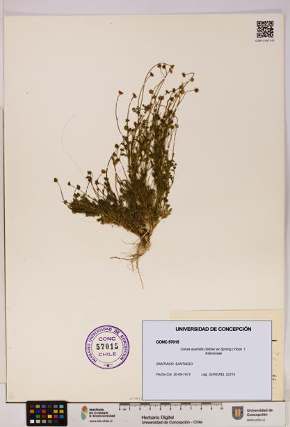 Cotula australis [Espécimen: UDEC:CONC:0057015]