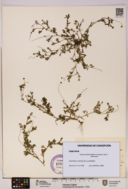 Cotula australis [Espécimen: UDEC:CONC:0057016]