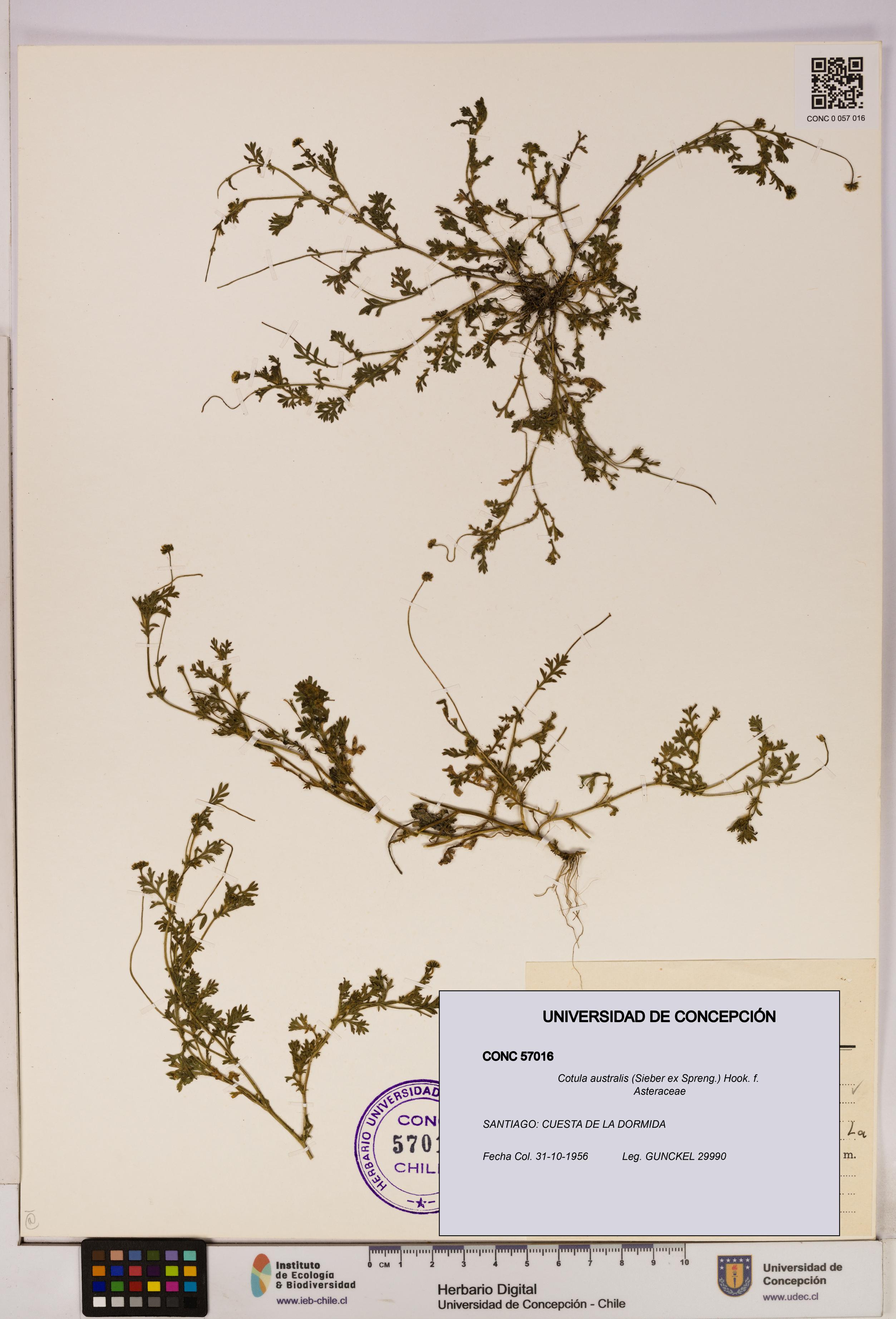 Cotula australis [Espécimen: UDEC:CONC:0057016]