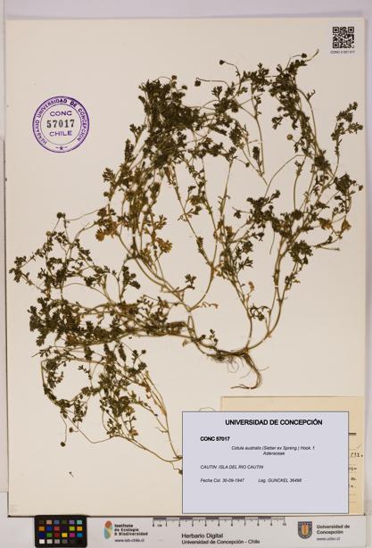 Cotula australis [Espécimen: UDEC:CONC:0057017]