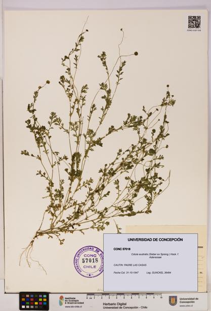Cotula australis [Espécimen: UDEC:CONC:0057018]