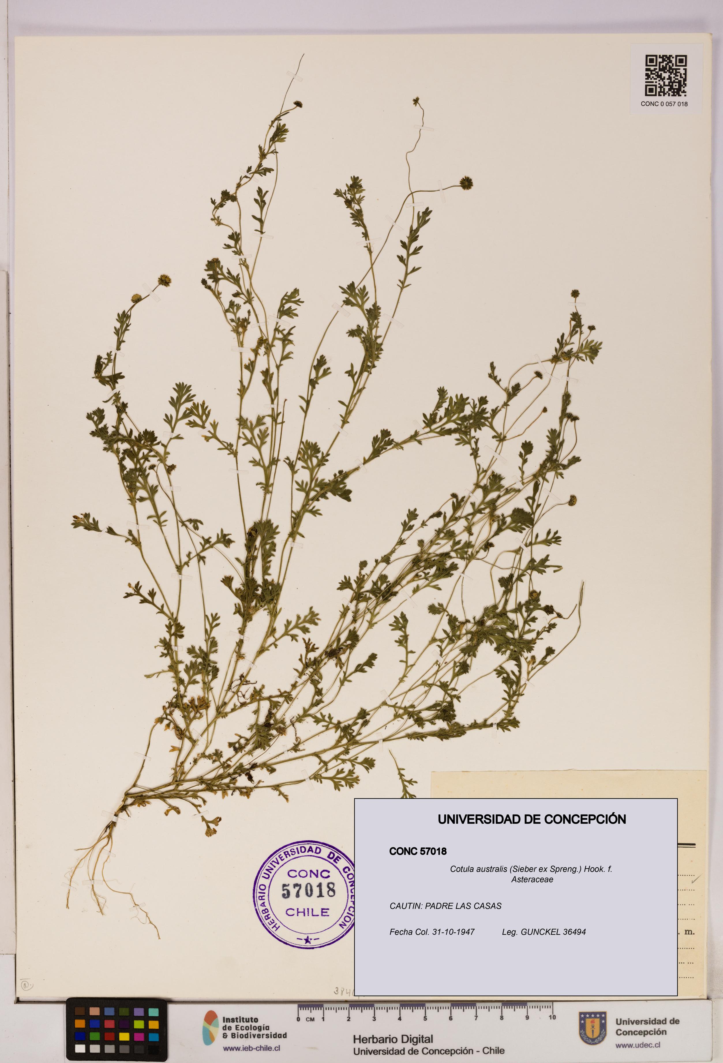 Cotula australis [Espécimen: UDEC:CONC:0057018]