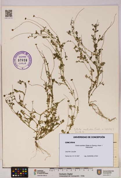 Cotula australis [Espécimen: UDEC:CONC:0057019]