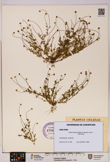 Cotula australis [Espécimen: UDEC:CONC:0057020]