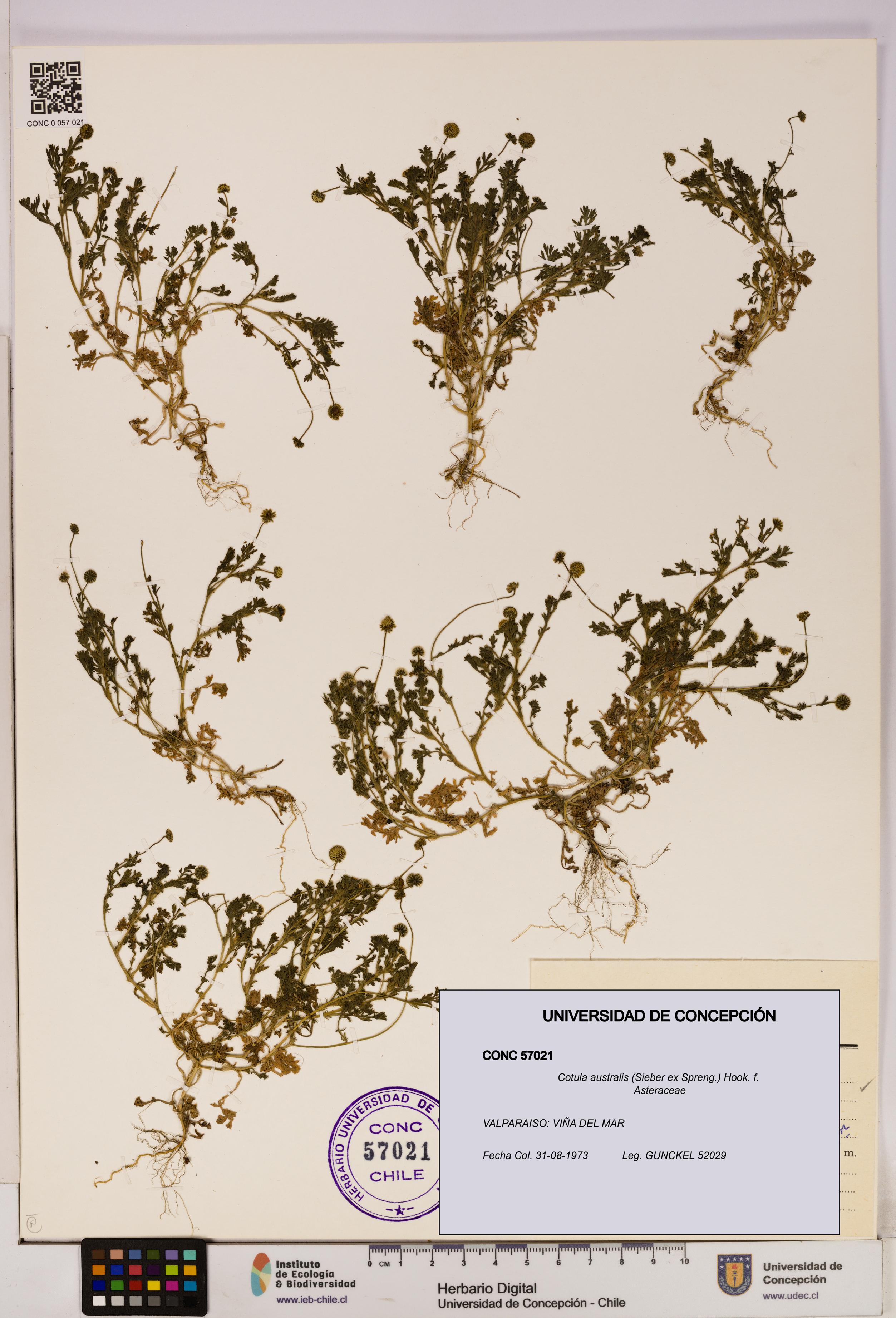 Cotula australis [Espécimen: UDEC:CONC:0057021]