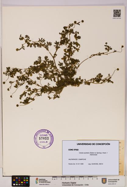 Cotula australis [Espécimen: UDEC:CONC:0057022]