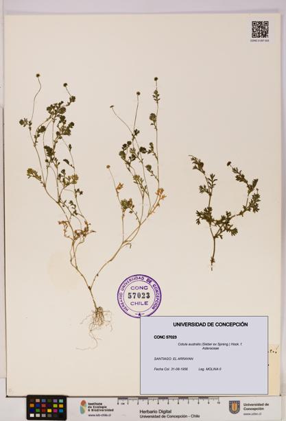 Cotula australis [Espécimen: UDEC:CONC:0057023]