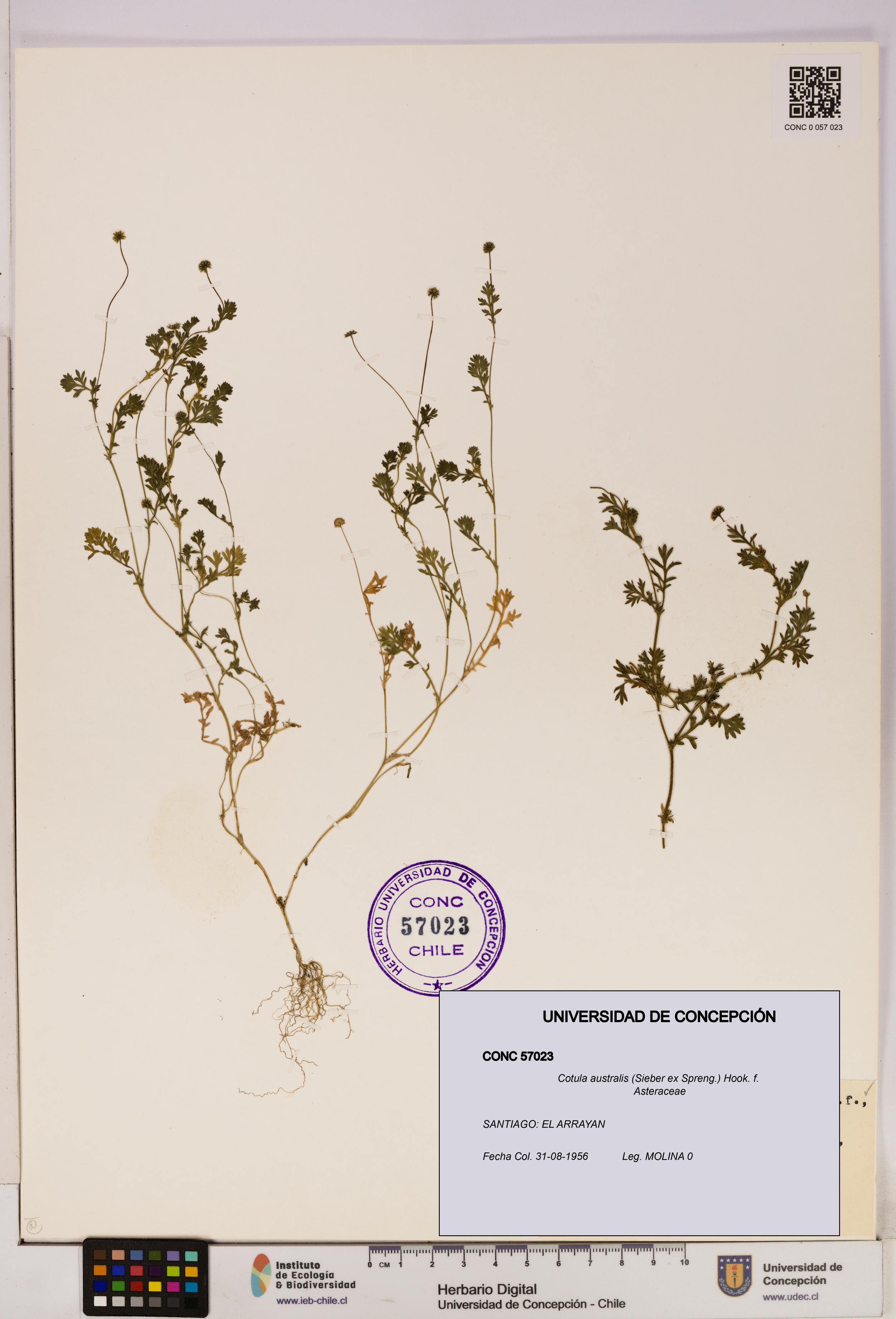 Cotula australis [Espécimen: UDEC:CONC:0057023]