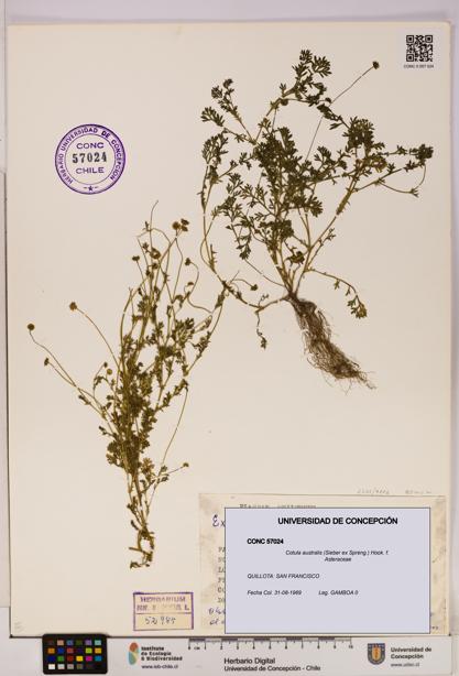 Cotula australis [Espécimen: UDEC:CONC:0057024]