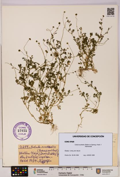 Cotula australis [Espécimen: UDEC:CONC:0057025]