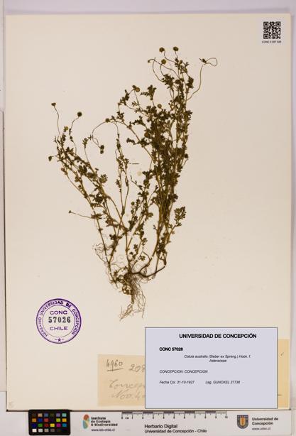 Cotula australis [Espécimen: UDEC:CONC:0057026]
