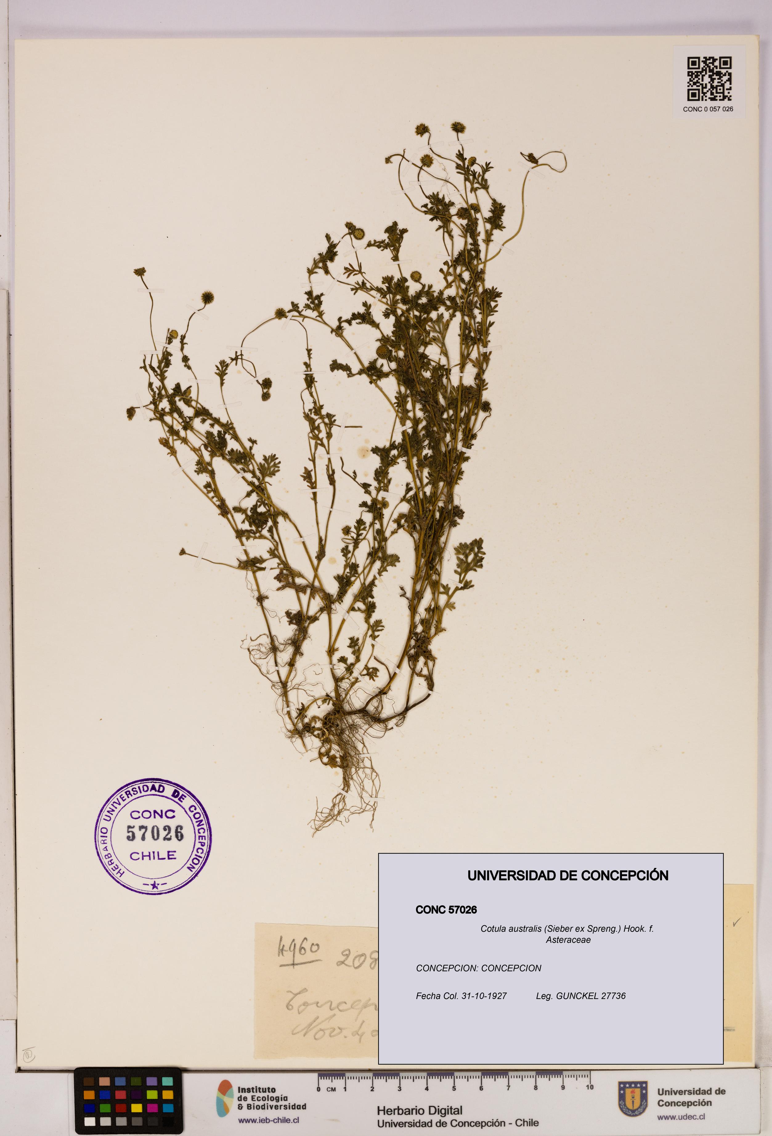 Cotula australis [Espécimen: UDEC:CONC:0057026]