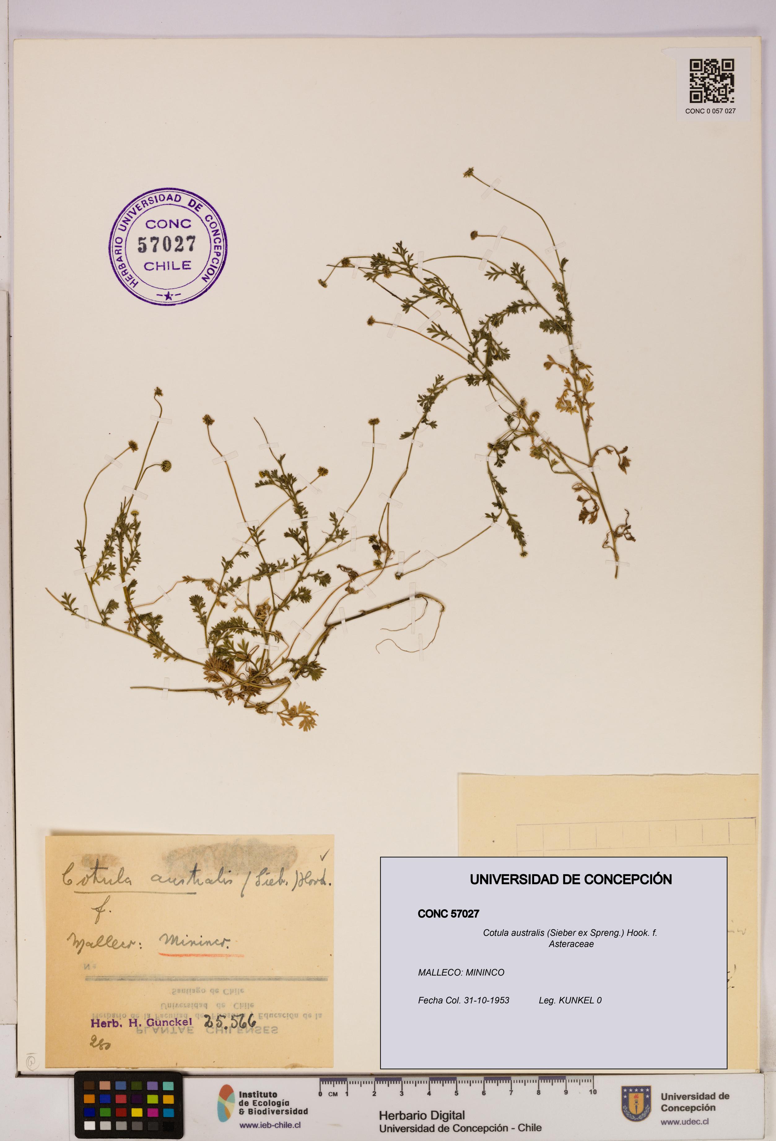Cotula australis [Espécimen: UDEC:CONC:0057027]