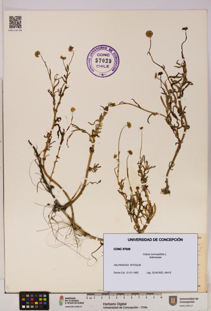 Cotula coronopifolia [Espécimen: UDEC:CONC:0057029]