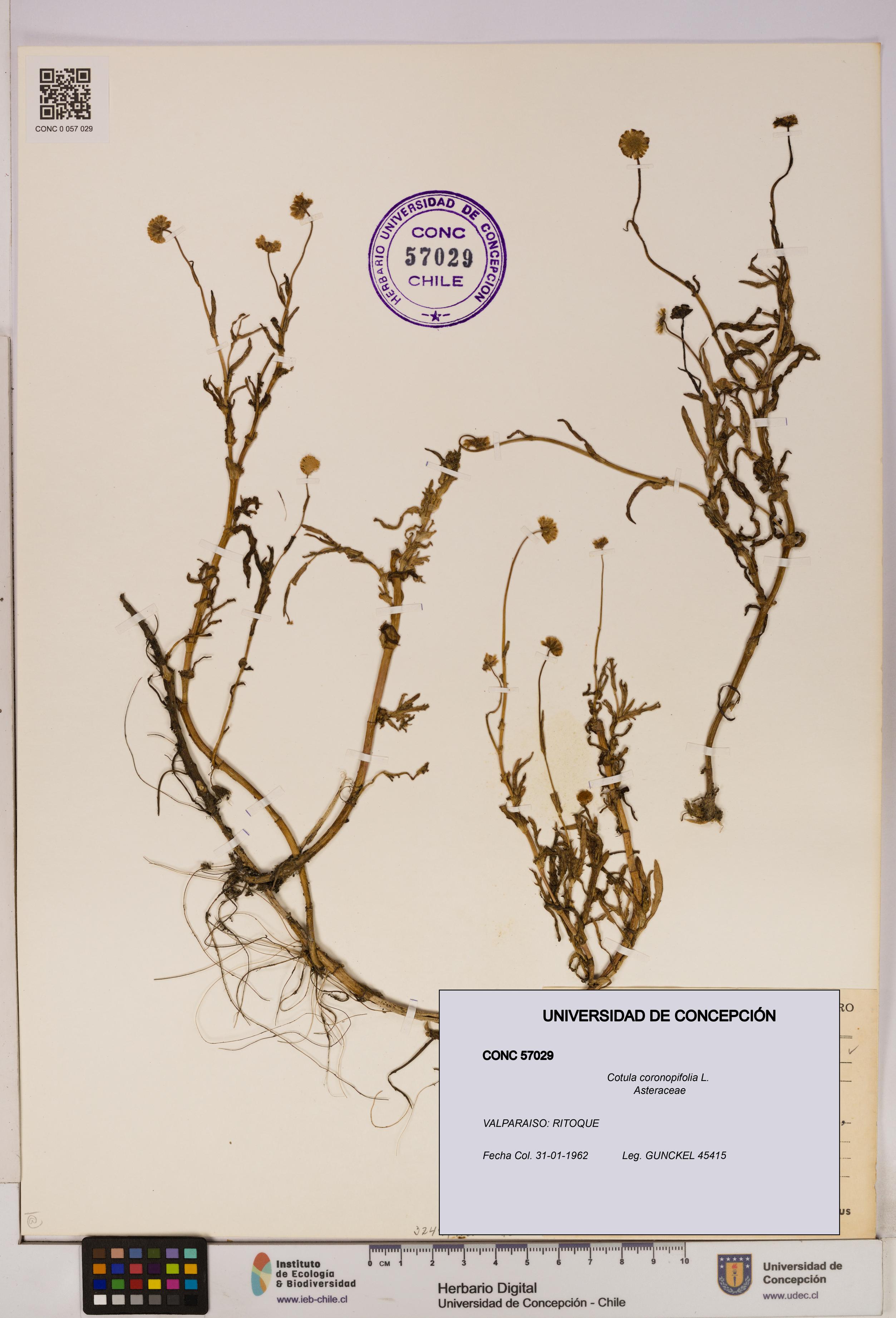 Cotula coronopifolia [Espécimen: UDEC:CONC:0057029]
