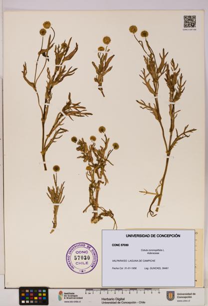 Cotula coronopifolia [Espécimen: UDEC:CONC:0057030]