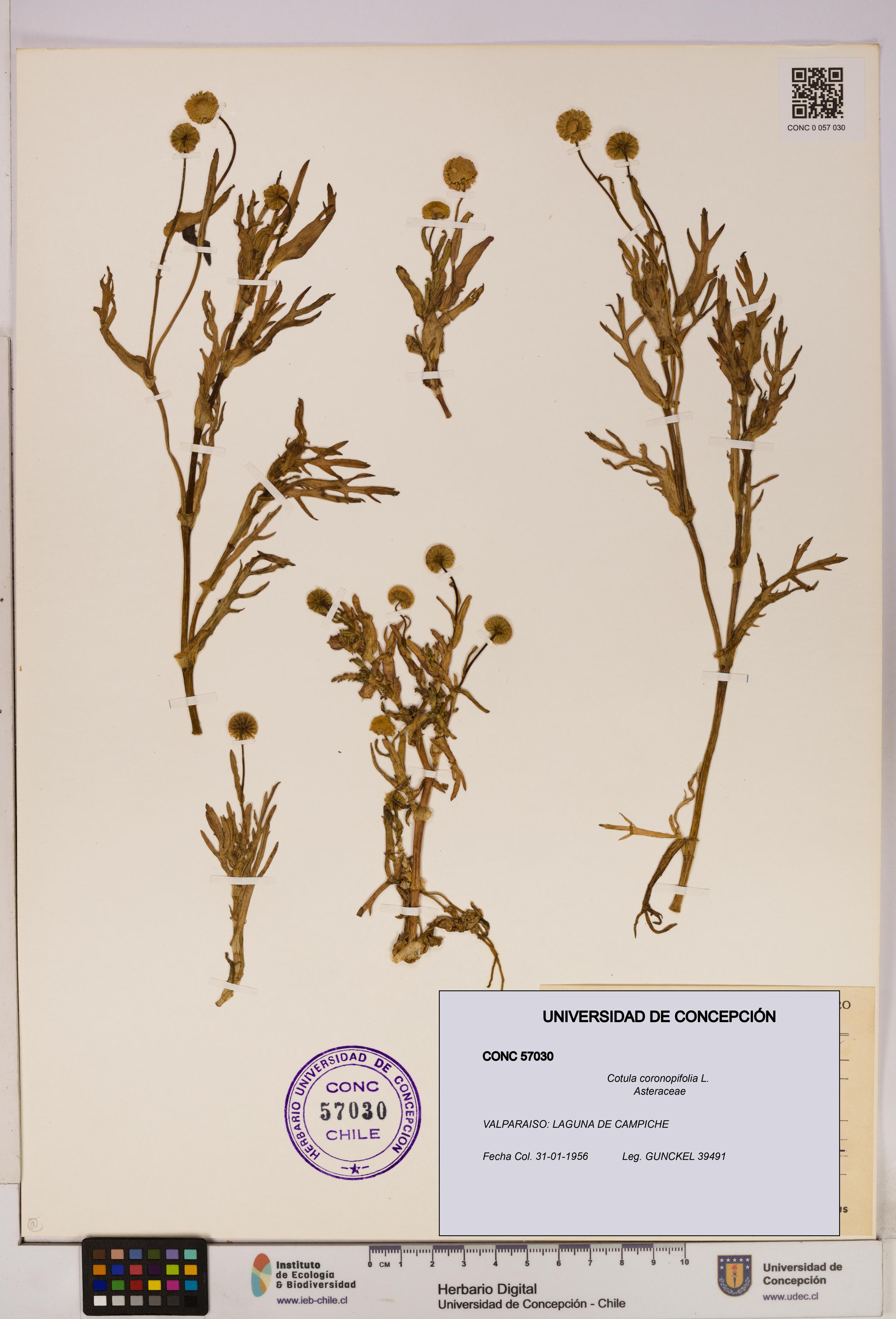 Cotula coronopifolia [Espécimen: UDEC:CONC:0057030]