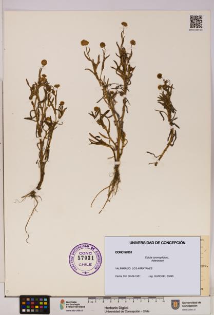 Cotula coronopifolia [Espécimen: UDEC:CONC:0057031]