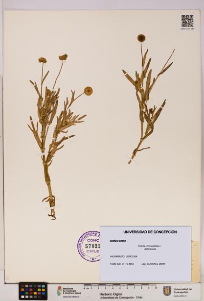 Cotula coronopifolia [Espécimen: UDEC:CONC:0057032]