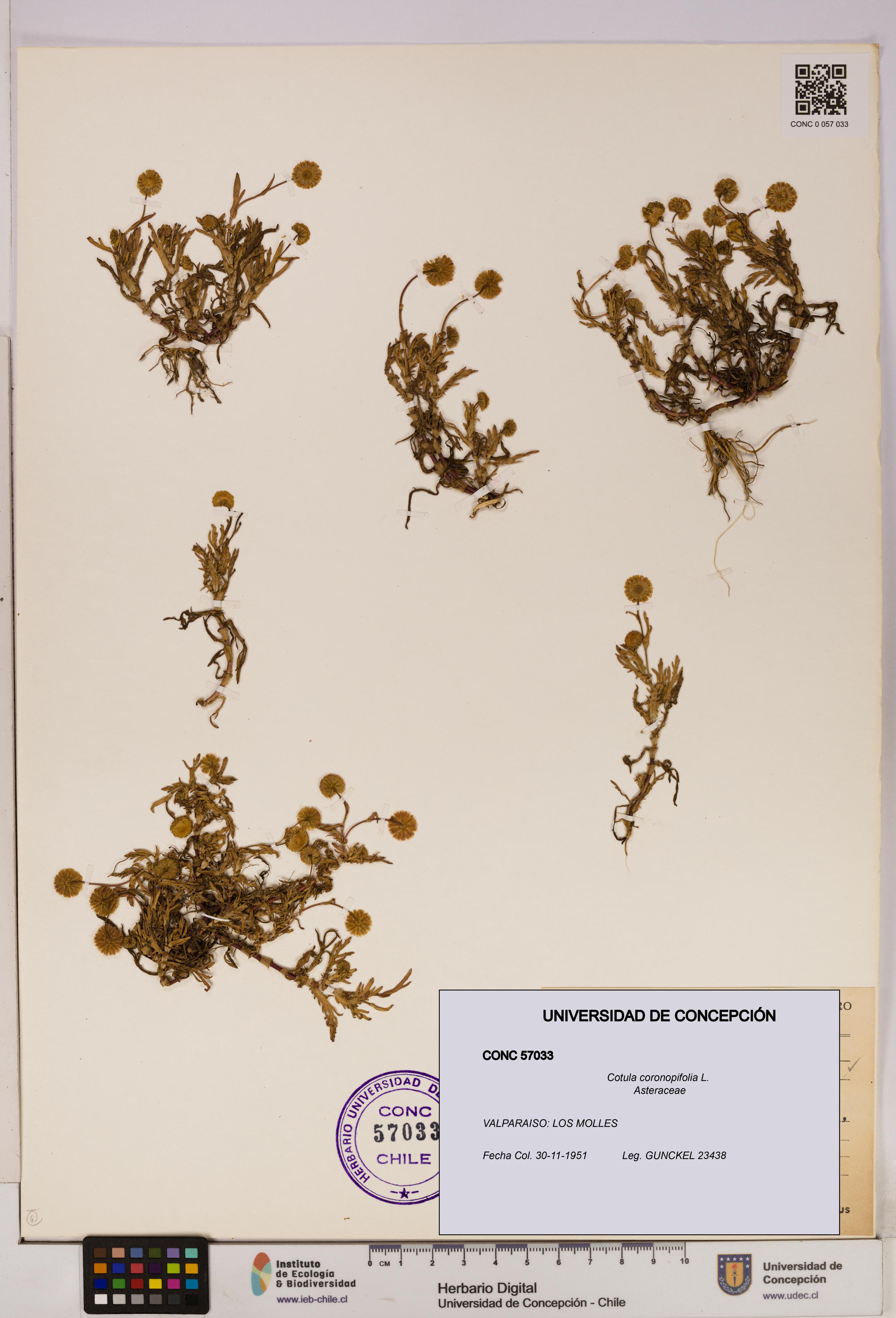 Cotula coronopifolia [Espécimen: UDEC:CONC:0057033]
