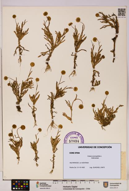 Cotula coronopifolia [Espécimen: UDEC:CONC:0057034]