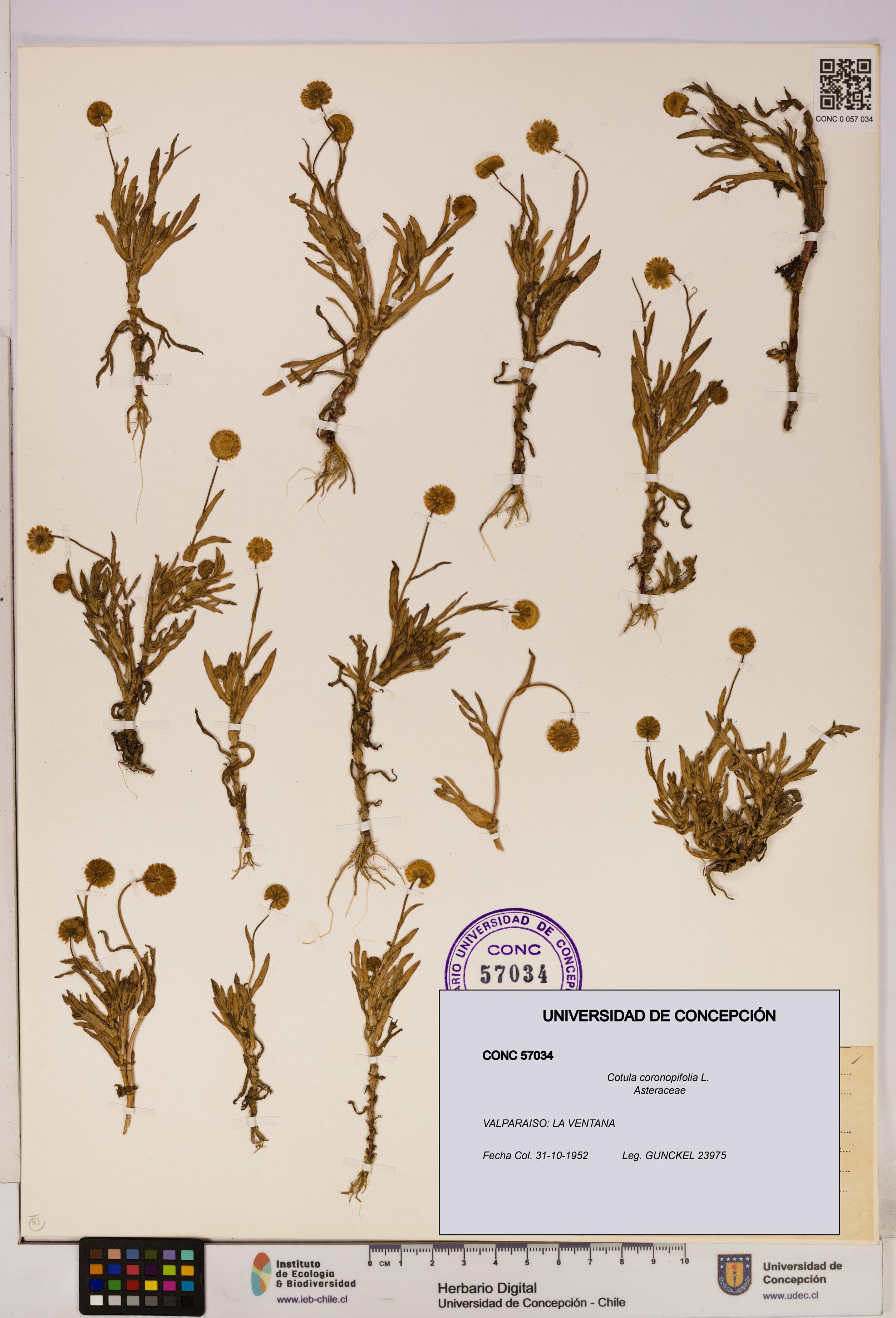 Cotula coronopifolia [Espécimen: UDEC:CONC:0057034]