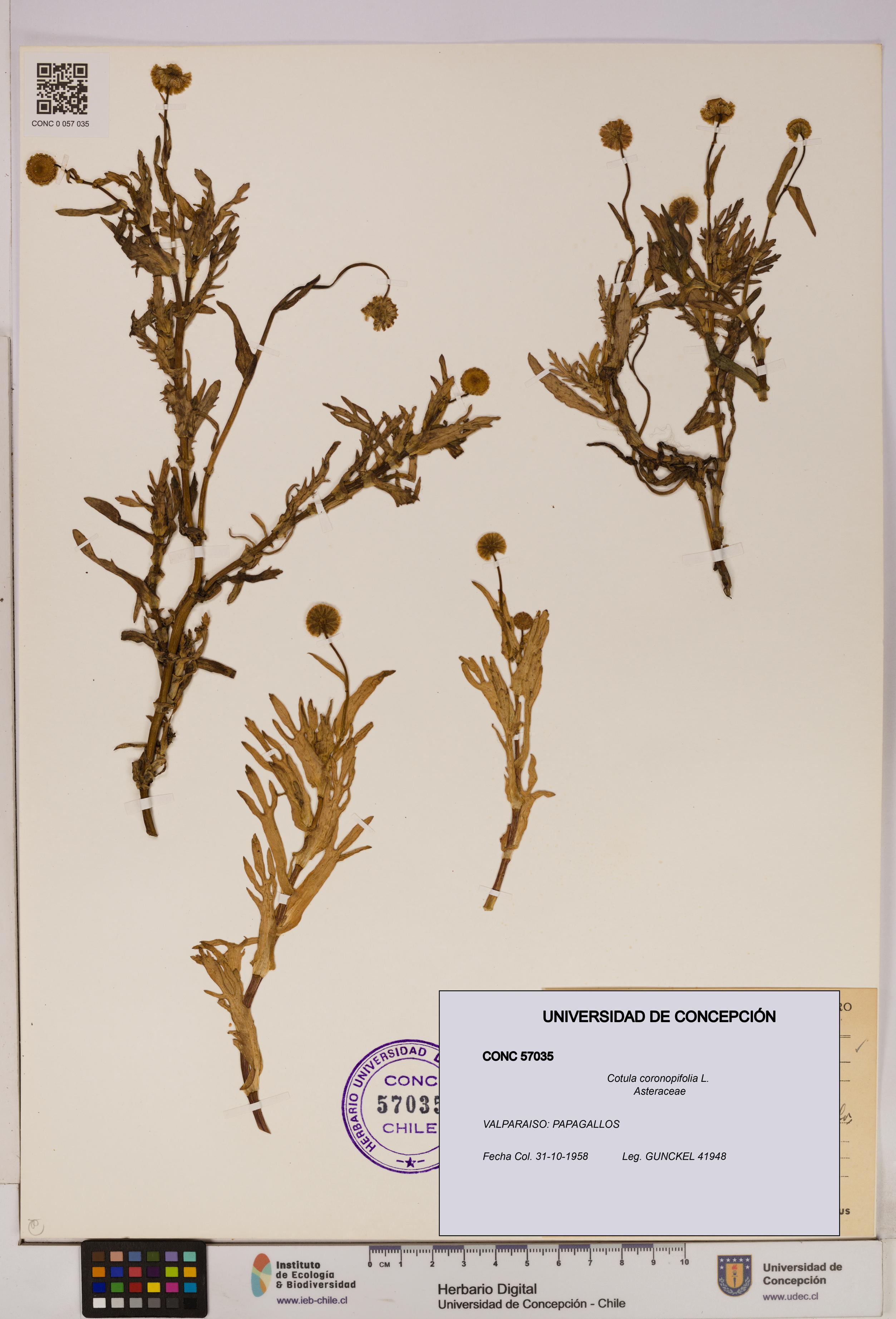 Cotula coronopifolia [Espécimen: UDEC:CONC:0057035]