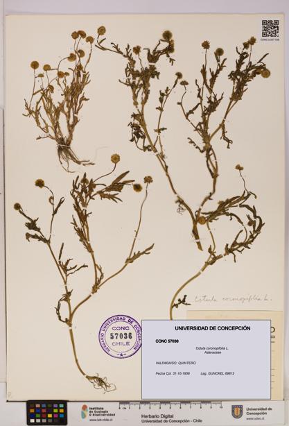Cotula coronopifolia [Espécimen: UDEC:CONC:0057036]