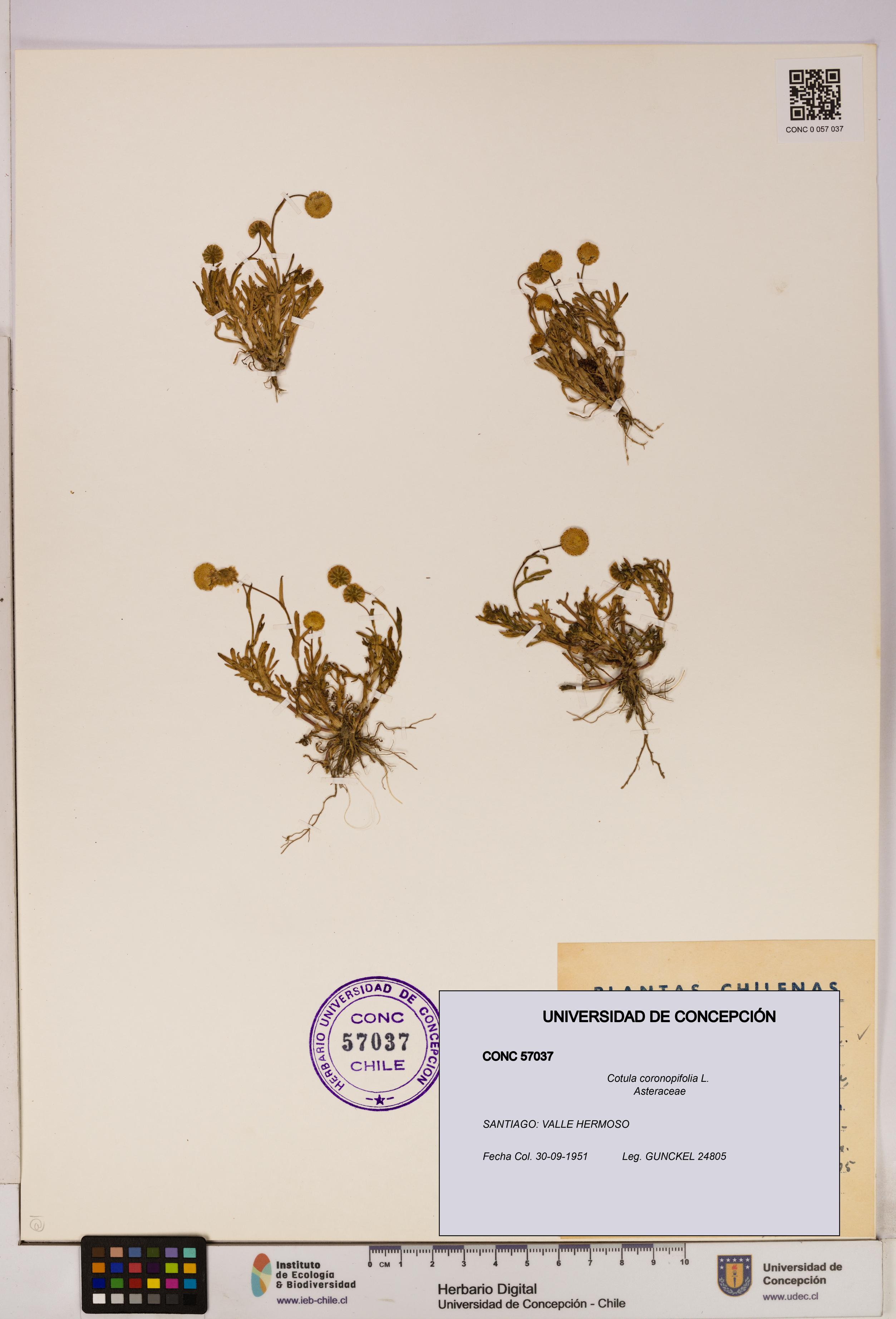 Cotula coronopifolia [Espécimen: UDEC:CONC:0057037]