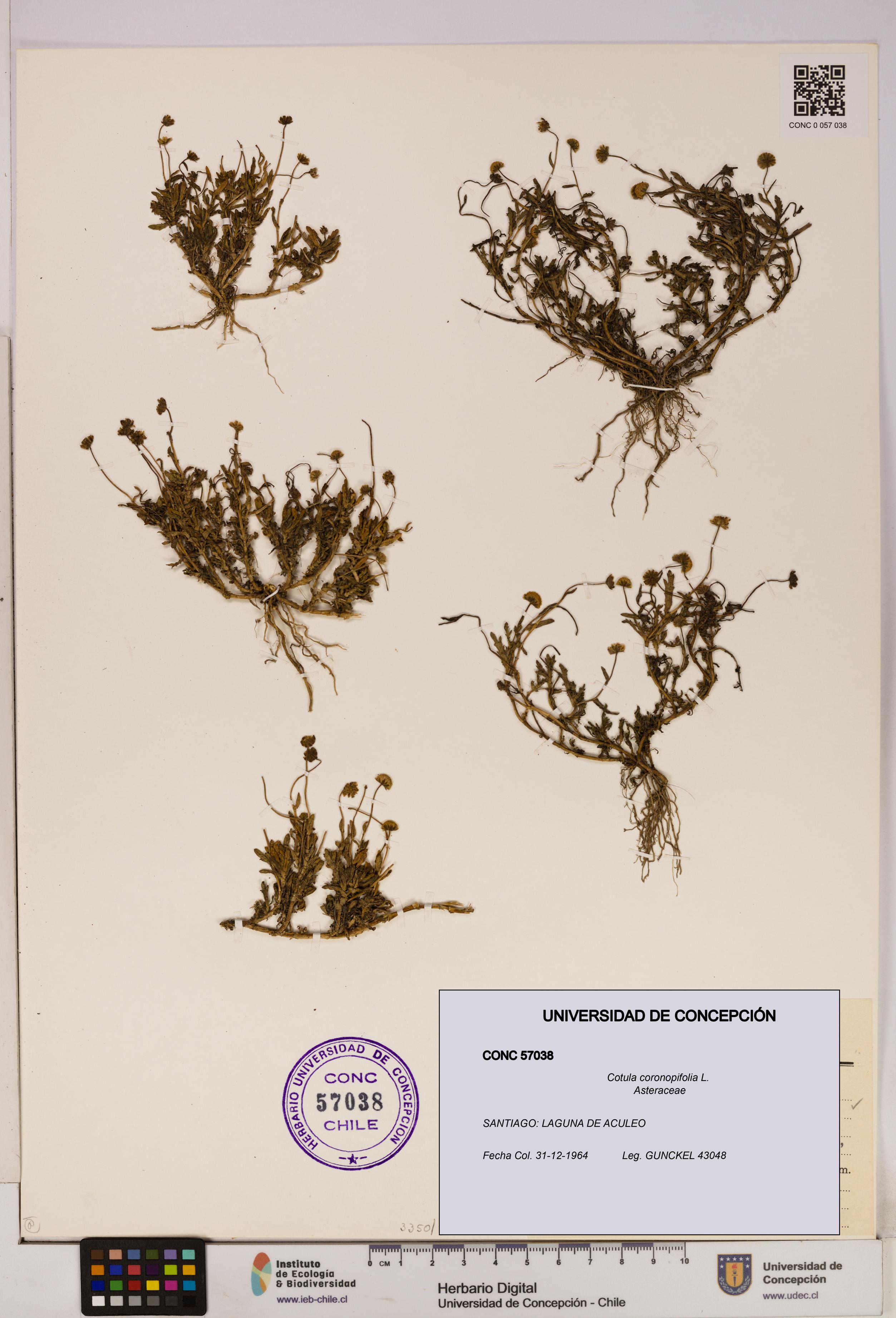 Cotula coronopifolia [Espécimen: UDEC:CONC:0057038]