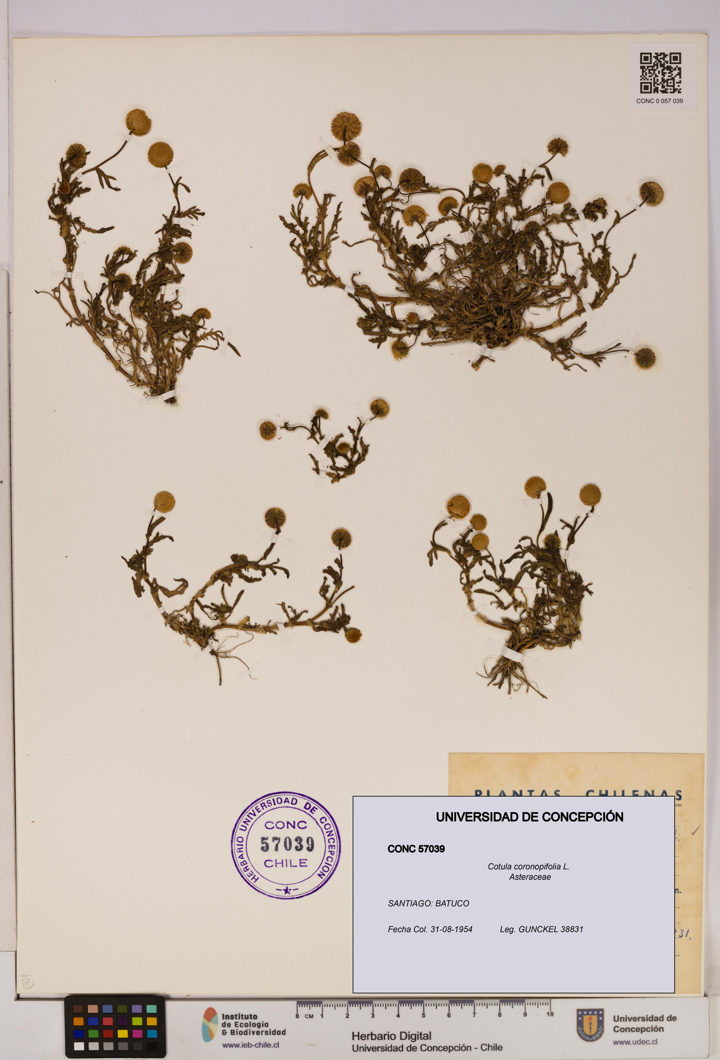 Cotula coronopifolia [Espécimen: UDEC:CONC:0057039]