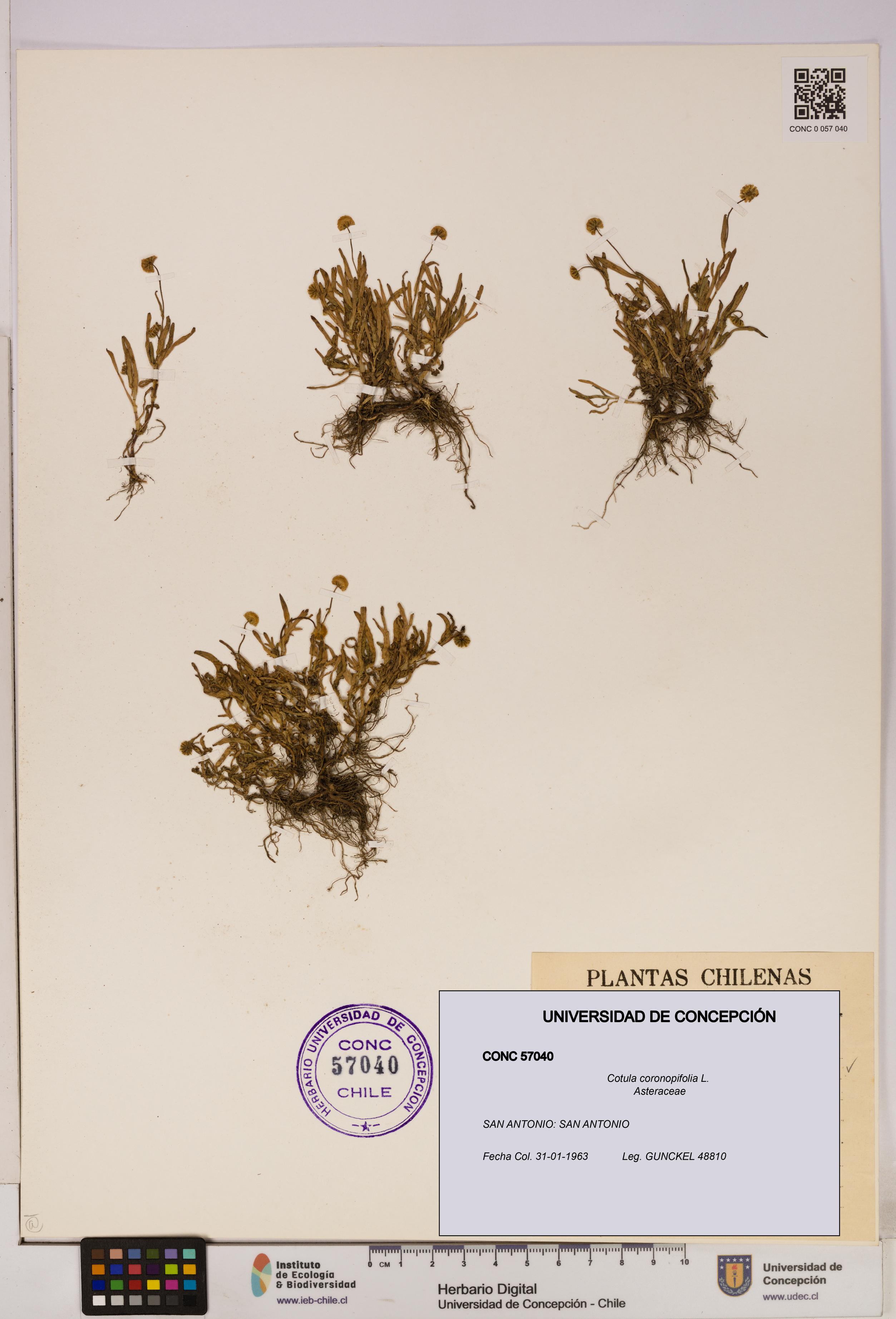 Cotula coronopifolia [Espécimen: UDEC:CONC:0057040]