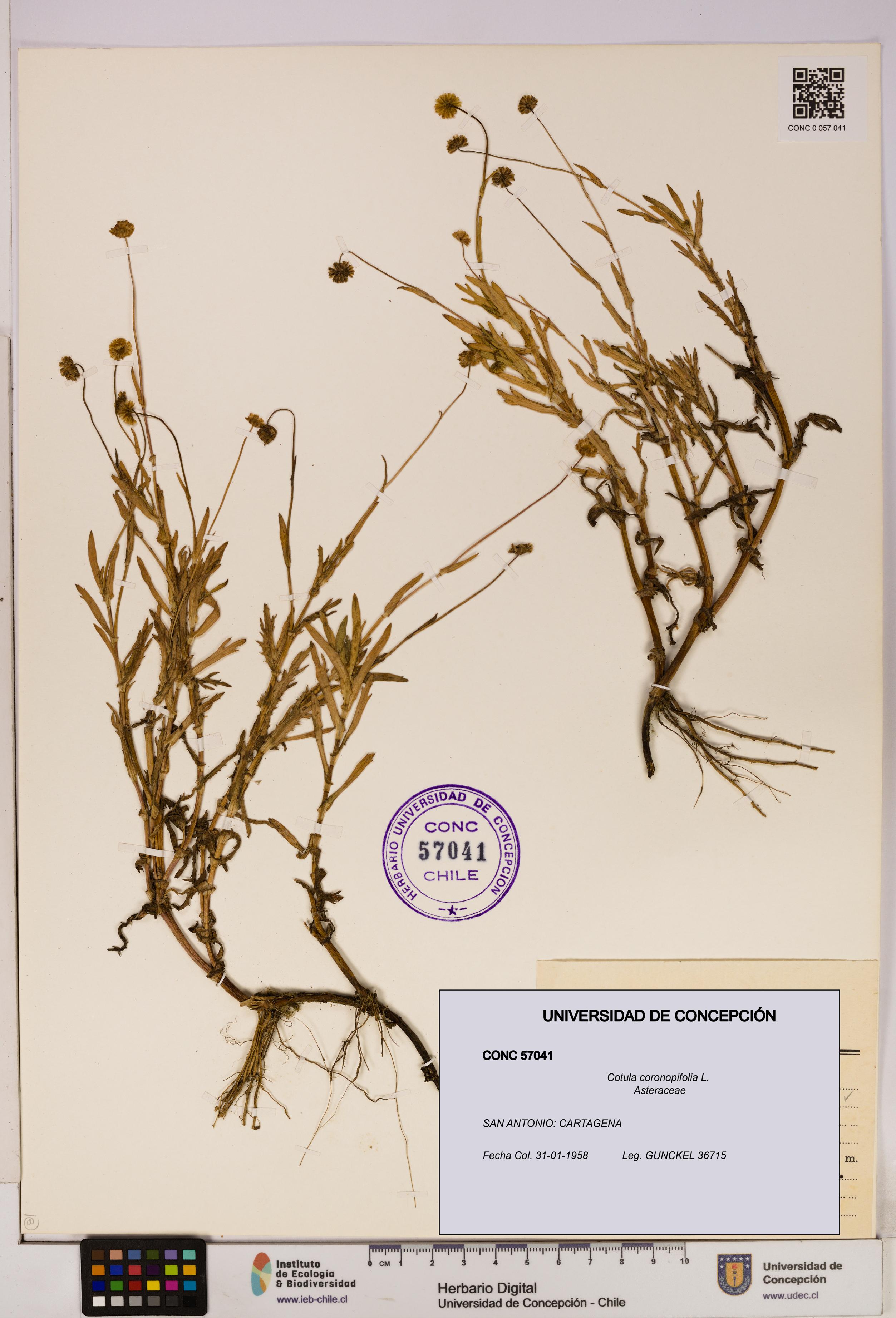 Cotula coronopifolia [Espécimen: UDEC:CONC:0057041]