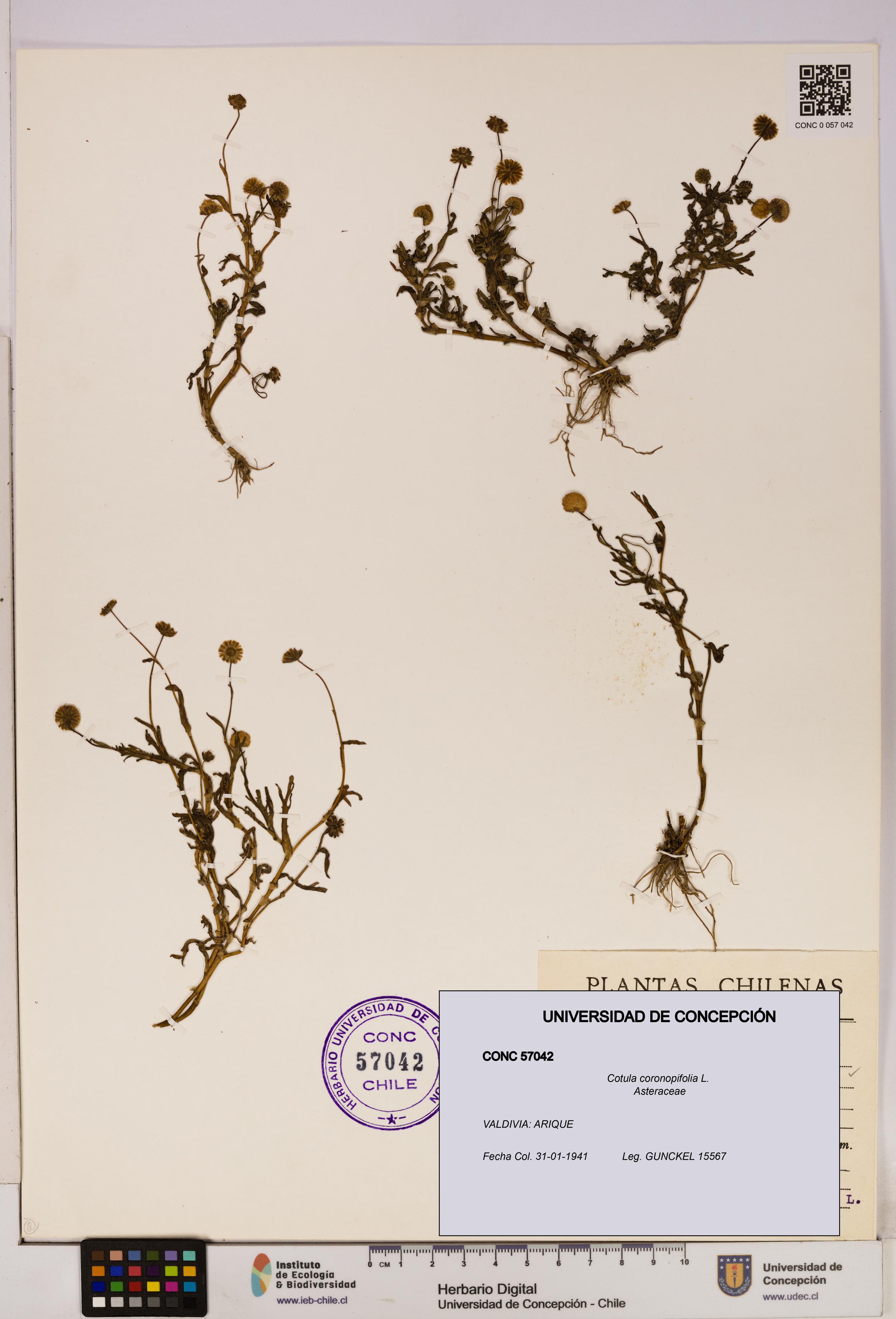 Cotula coronopifolia [Espécimen: UDEC:CONC:0057042]