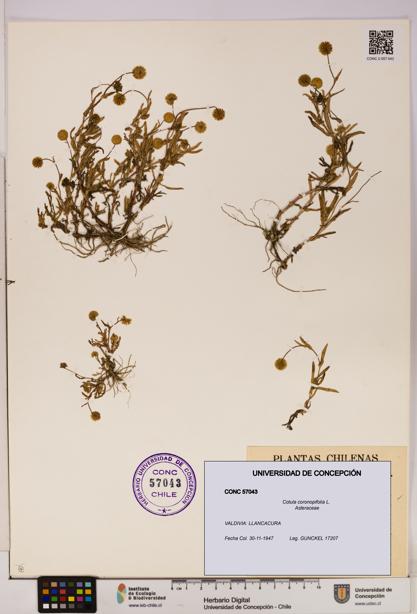 Cotula coronopifolia [Espécimen: UDEC:CONC:0057043]