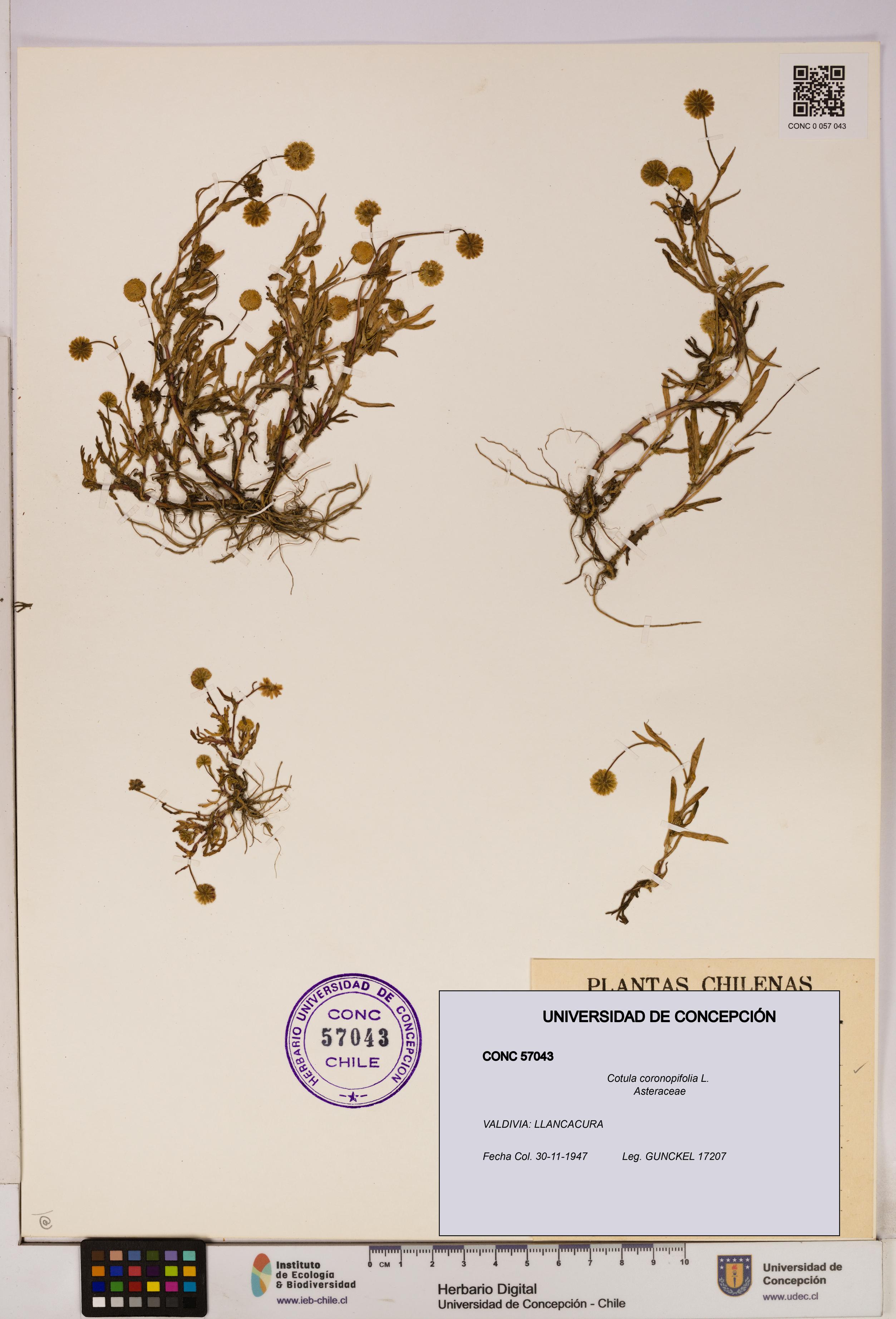 Cotula coronopifolia [Espécimen: UDEC:CONC:0057043]