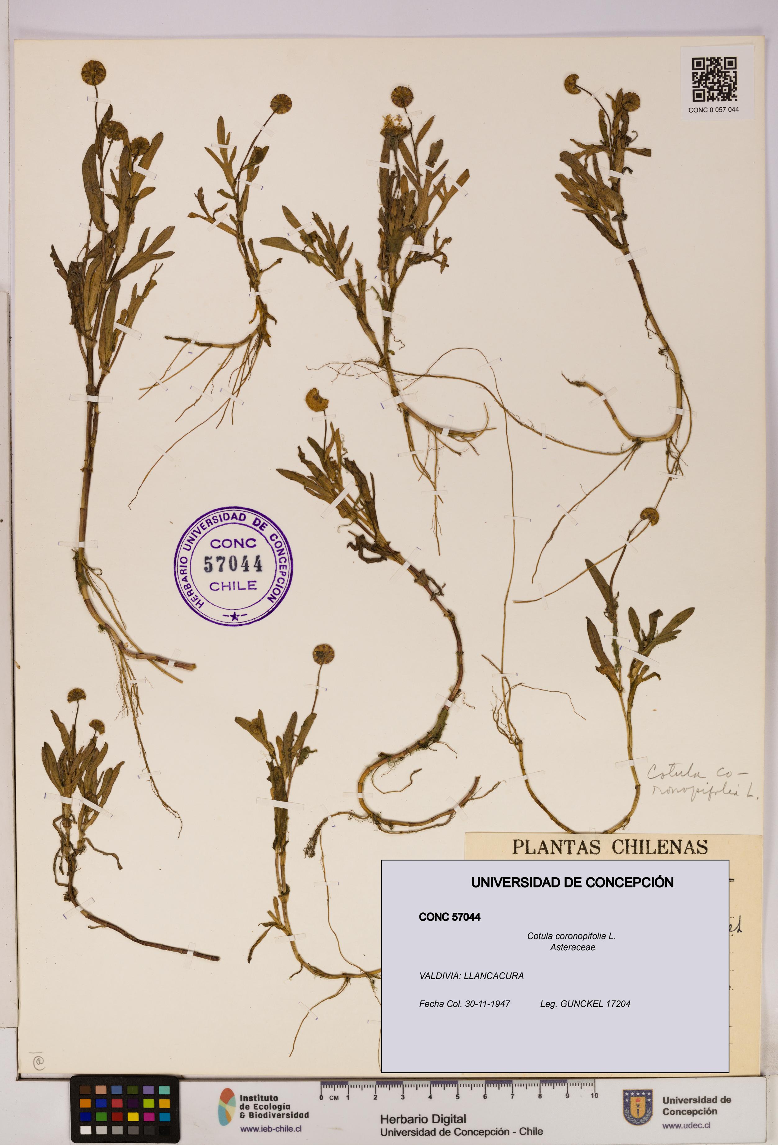 Cotula coronopifolia [Espécimen: UDEC:CONC:0057044]