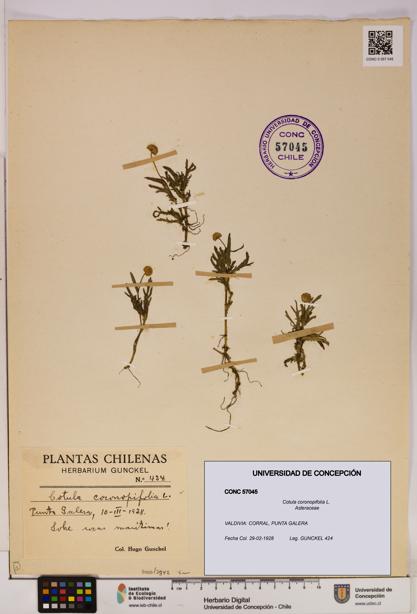 Cotula coronopifolia [Espécimen: UDEC:CONC:0057045]