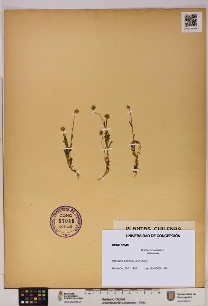 Cotula coronopifolia [Espécimen: UDEC:CONC:0057046]